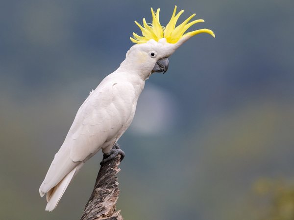Sulphur Crested Cockatoo, Sulphur Crested Cockatoo
