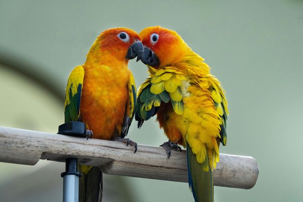 Sun Conure, Sun Conure