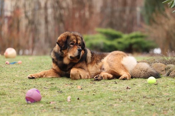 Tibetan Mastiff Puppy, Tibetan Mastiff Puppy