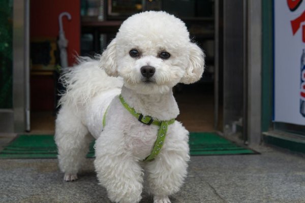 Toy Poodle Puppy, Toy Poodle Puppy
