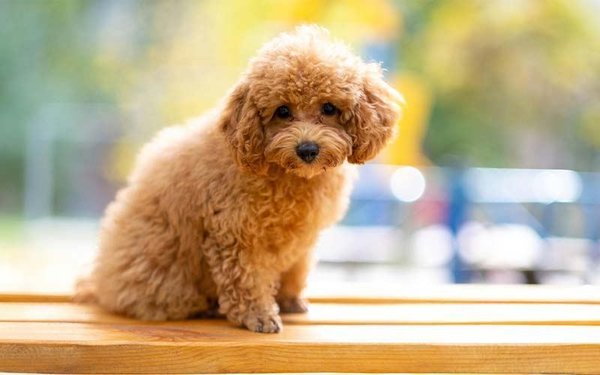 Toy Poodle Puppy, Toy Poodle Puppy