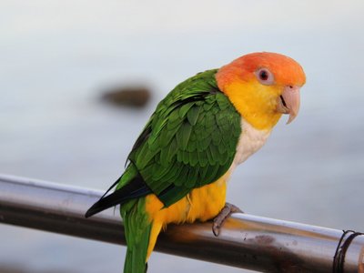 White Bellied Caique
