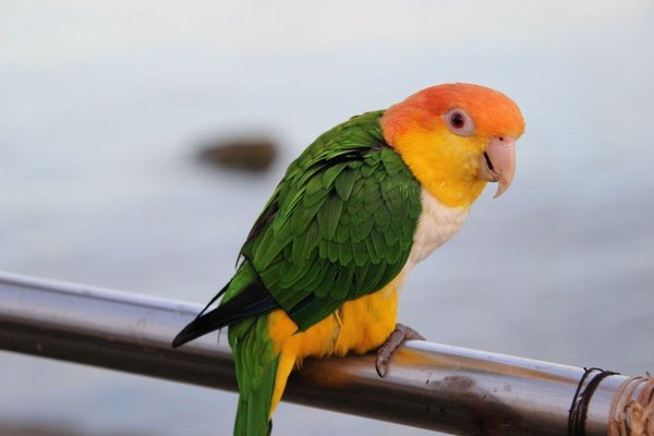 White Bellied Caique, White Bellied Caique