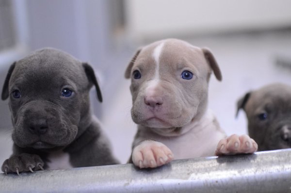 Pitbull Terrier Puppy, Pitbull Terrier Puppy