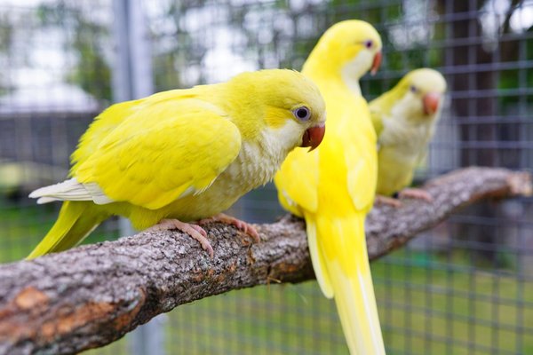 Yellow Monk, Yellow Monk