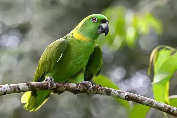 Yellow Naped Amazon, Yellow Naped Amazon