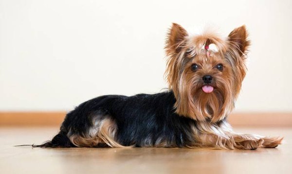 Yorkshire Terrier Puppy, Yorkshire Terrier Puppy